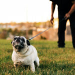 개 산책 펫티켓