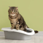 리터 위의 고양이