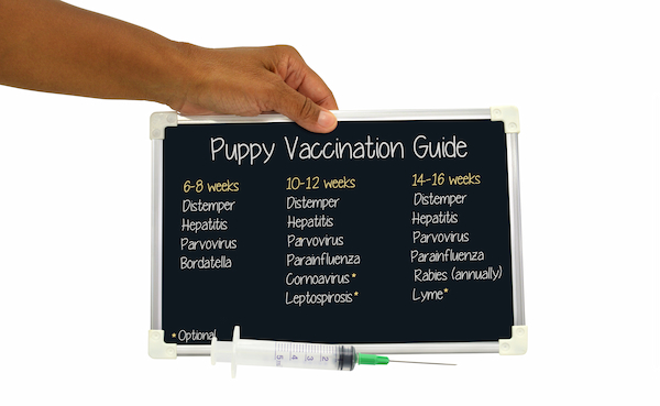 예방 접종 가이드 Puppy Vaccination Guide